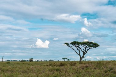 Serengeti Milli Parkı 'nda Afrika Panoraması