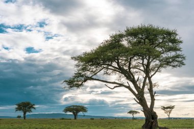 Serengeti Milli Parkı 'nda Afrika Panoraması