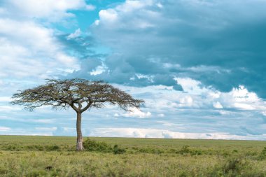 Serengeti Milli Parkı 'nda Afrika Panoraması