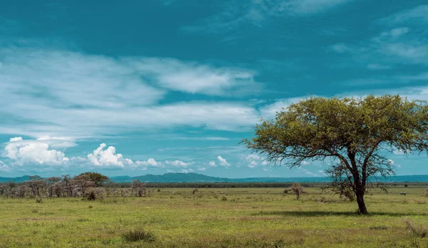 Panorama Africain Dans Parc National Serengeti — Photo