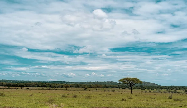 Panorama Africain Dans Parc National Serengeti — Photo