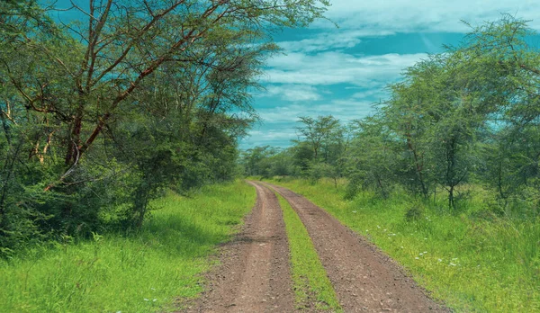 Panorama Afryki Parku Narodowym Serengeti — Zdjęcie stockowe