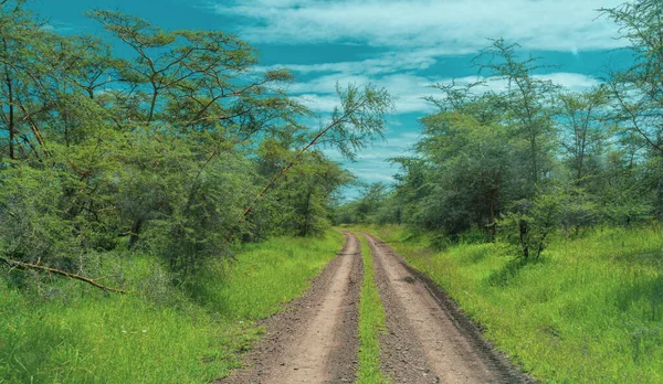 Panorama Afryki Parku Narodowym Serengeti — Zdjęcie stockowe