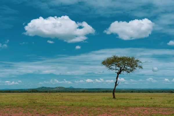 African Panorama Serengeti National Park — Stock Photo, Image