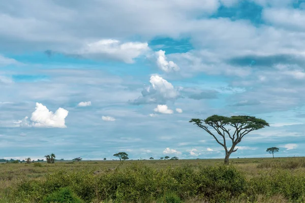 Panorama Africano Parque Nacional Serengeti — Fotografia de Stock