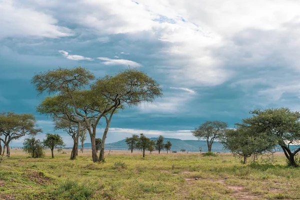 Африканська Панорама Національному Парку Серенгеті — стокове фото
