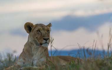 Afrika 'daki vahşi aslanlar