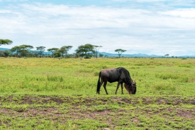 Serengeti Milli Parkı 'nda Afrika Panoraması