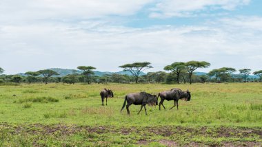 Serengeti Milli Parkı 'nda Afrika Panoraması
