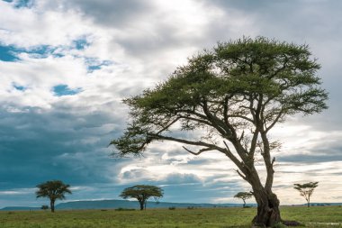 Serengeti Milli Parkı 'nda Afrika Panoraması