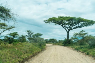 Serengeti Milli Parkı 'nda Afrika Panoraması