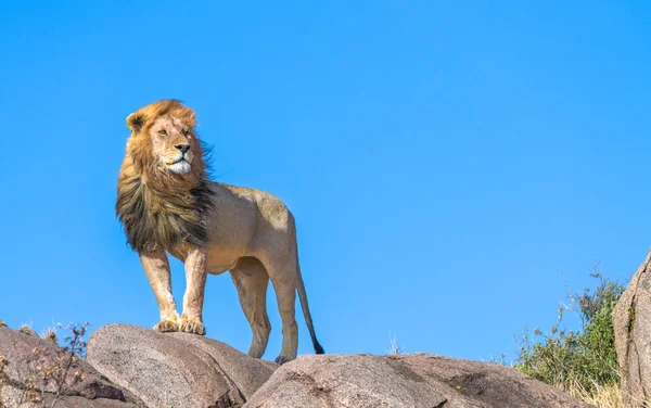 Wild Lions Africa — Stock Photo, Image