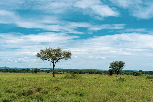Panorama Africain Dans Parc National Serengeti — Photo