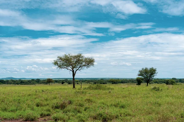 Panorama Africano Parque Nacional Serengeti — Fotografia de Stock