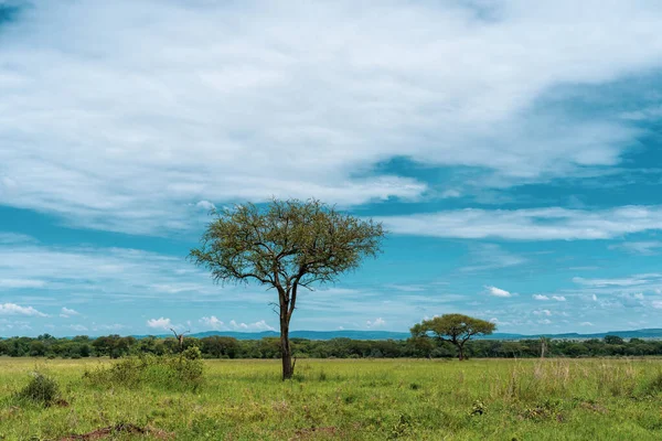 Panorama Africano Parque Nacional Serengeti — Fotografia de Stock