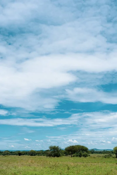 Panorama Africain Dans Parc National Serengeti — Photo