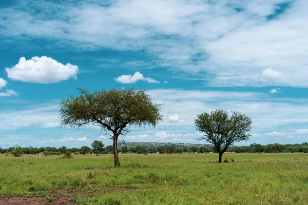 Panorama Africano Parque Nacional Serengeti — Fotografia de Stock