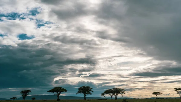 Panorama Africain Dans Parc National Serengeti — Photo