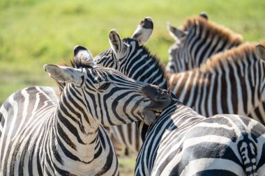 Afrika Ulusal Parkı 'nda Zebra