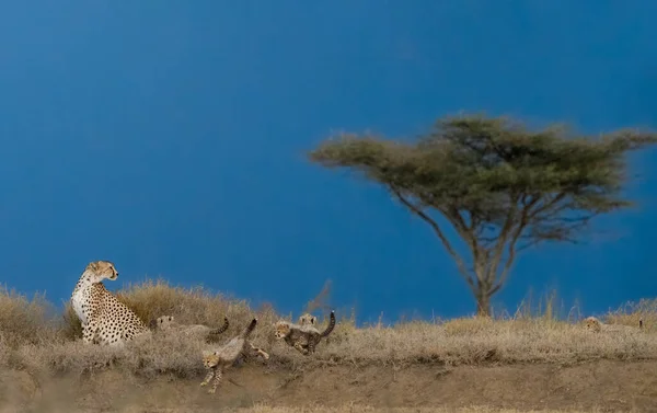 Cheetah Male Walking Looking Prey — Stock Photo, Image