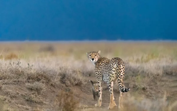 Cheetah Macho Andando Procura Presas — Fotografia de Stock