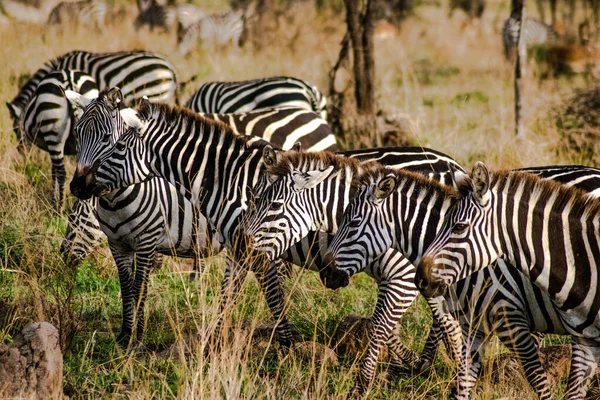 Zèbre Dans Parc National Africain — Photo