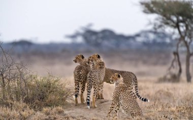 Çita erkek yürüyor ve avını arıyor.