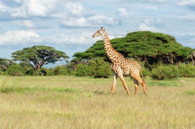 Giraffe in safari park in Africa clipart