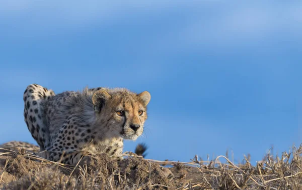 Cheetah Male Walking Looking Prey — Stock Photo, Image