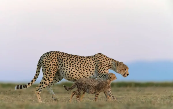 Gepardenmännchen Läuft Und Sucht Beute — Stockfoto