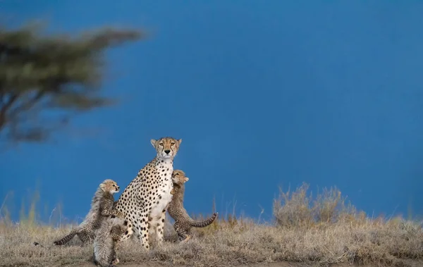 Cheetah Male Walking Looking Prey — Stock Photo, Image