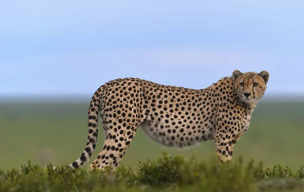 Gepardenmännchen Läuft Und Sucht Beute — Stockfoto
