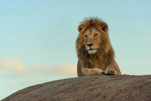 Lions Sauvages Afrique — Photo