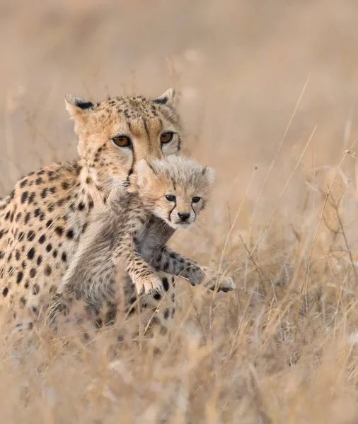 Cheetah Mannetje Wandelen Zoek Naar Prooi — Stockfoto