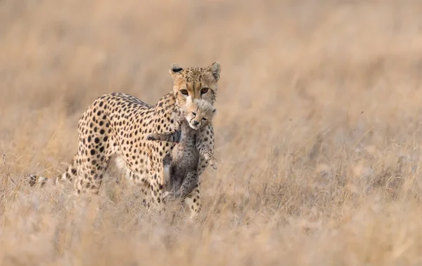 Cheetah Male Walking Looking Prey — Stock Photo, Image