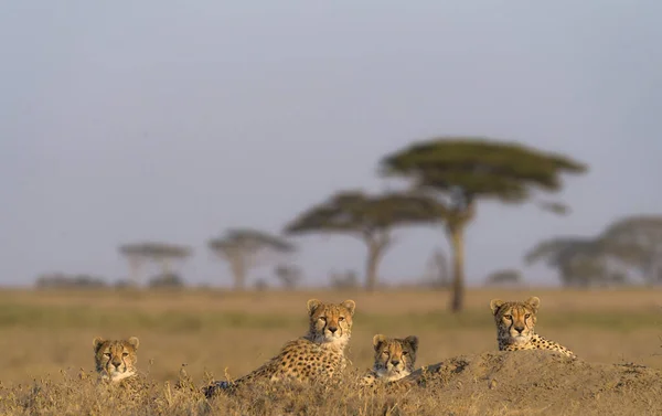 Cheetah Male Walking Looking Prey — Stock Photo, Image