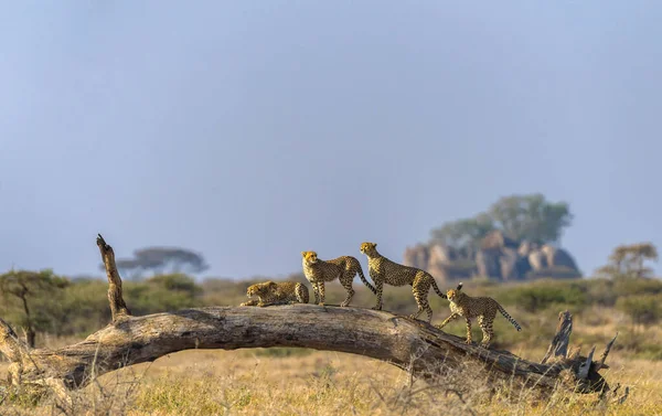 Çita Erkek Yürüyor Avını Arıyor — Stok fotoğraf