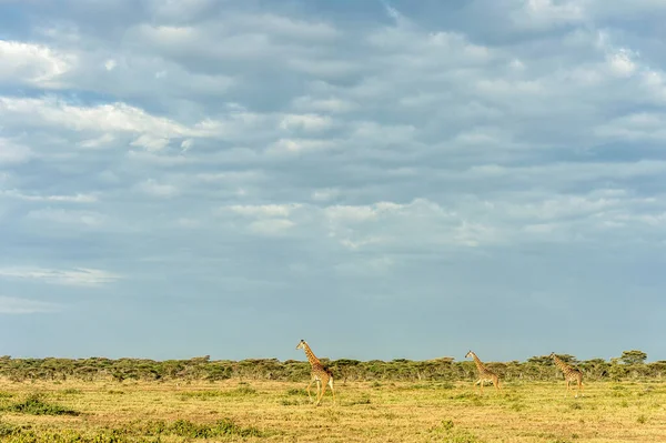 Girafe Dans Parc Safari Afrique — Photo