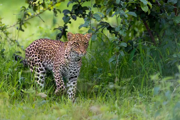 Leopard Wildlife Scene Nature Habitat — стокове фото