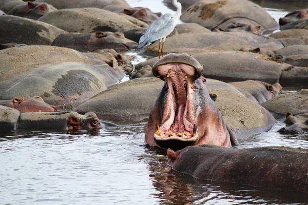 Hipopotam Zwyczajny Hipopopotam Amphibius Lub Hipopotam Leżący Wodzie — Zdjęcie stockowe