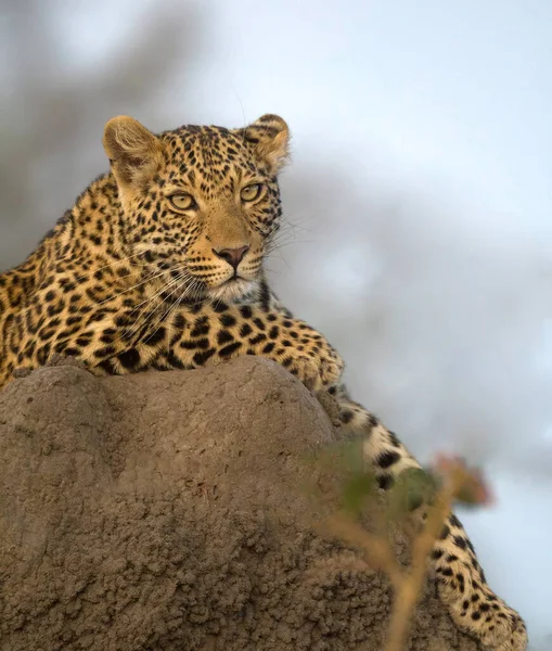 Leopard Wildlife Scene Nature Habitat — стокове фото