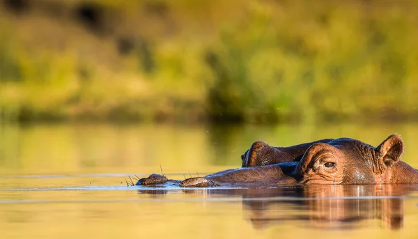 Hipopótamo Comum Hippopotamus Amphibius Hipopótamo Deitado Água — Fotografia de Stock