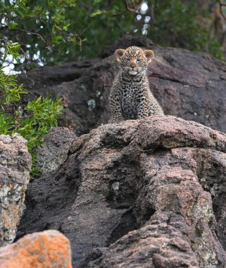 Leopard, Wildlife scene in nature habitat clipart