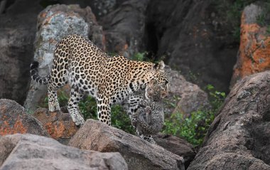 Leopar, doğal yaşam ortamında vahşi yaşam sahnesi