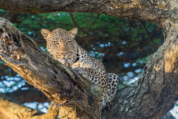 Leopardo Cena Vida Selvagem Habitat Natureza — Fotografia de Stock