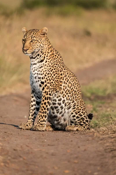 Leopardo Cena Vida Selvagem Habitat Natureza — Fotografia de Stock