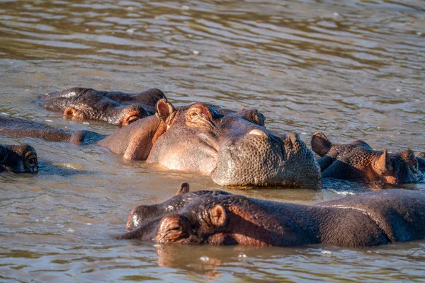 河马一种常见的河马 河马两栖动物 或生活在水里的河马 — 图库照片
