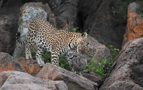 Leopardo Cena Vida Selvagem Habitat Natureza — Fotografia de Stock