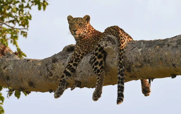 Leopard Wildlife Σκηνή Στο Φυσικό Περιβάλλον — Φωτογραφία Αρχείου
