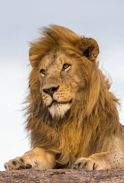 Wild Lions Africa — Stock Photo, Image